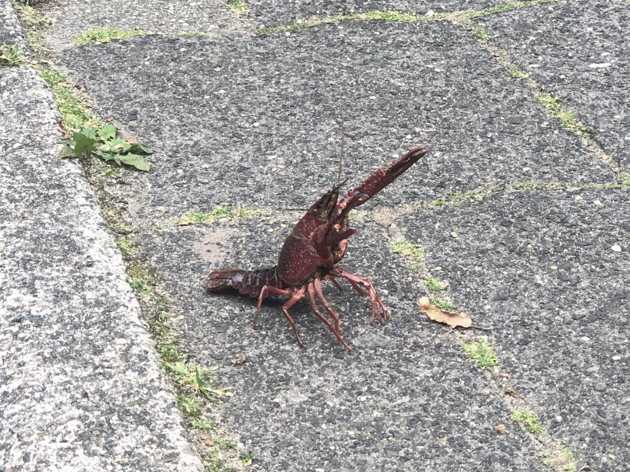 Jaarlijks zo’n €10.000 aan schade door rivierkreeften